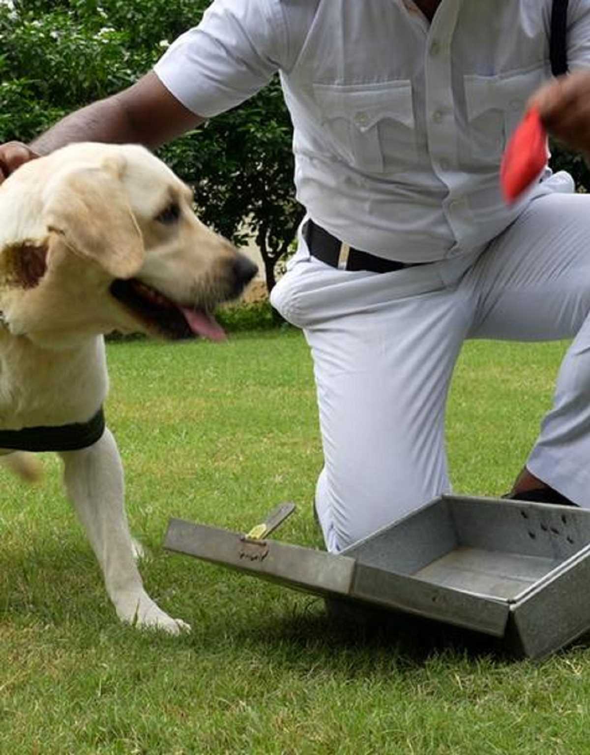 हड्डियों की गंध को बोतल में बंद करने की कोशिश